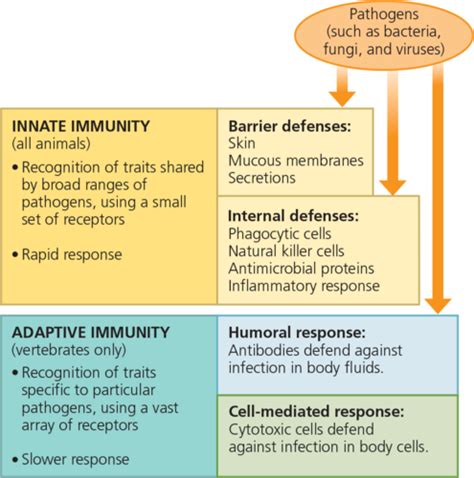 Ap Bio Chapter 35 The Immune System Flashcards Quizlet