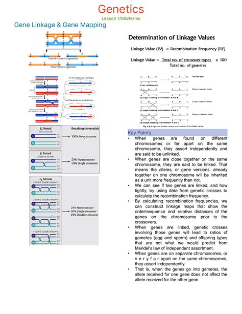 SOLUTION Lesson 1 Gene Linkage And Mapping Docx Studypool