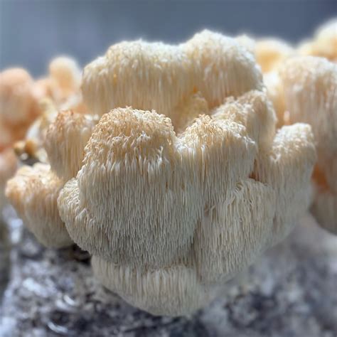 Science Reveals Why Lion's Mane Mushroom For Focus Is Effective - RYZE Superfoods