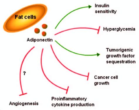 Adiponectin Modulates The Pathogenesis Of Various Obesity Related