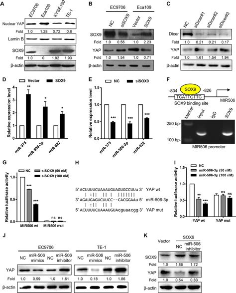 Sox9 Post Transcriptionally Regulates Yap Expression Through