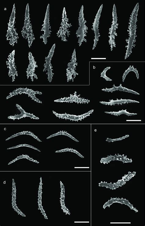 Scanning Electron Microscope Pictures Of Sclerites Of Paramuricea