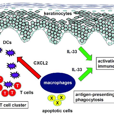 Role Of Fibroblasts In Ad Fibroblasts Express Ccl17 Ccl11 Ccl26