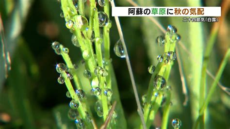 二十四節気「白露」 朝露美しく 阿蘇地方の草原では “秋の気配” 熊本 Tbs News Dig