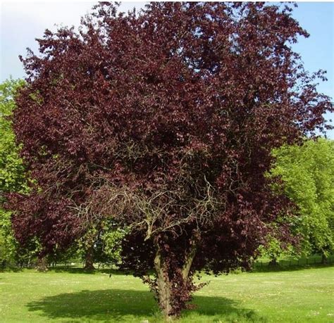 Prunus cerasifera 'Nigra' | Farmyard Nurseries