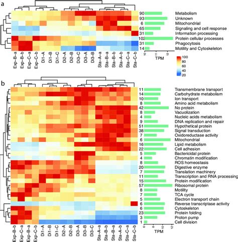 Overall Gene Expression Changes At A Broad Functional Level Gene