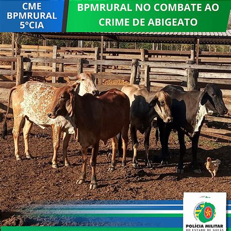 Batalhão Rural recuperou gado furtado na zona rural de Formosa Portal