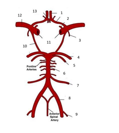 Cerebrovascular System Floating Alone Diagram Quizlet