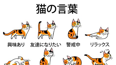 飼い猫の気持ちがもっとよく分かるようになる5つのヒント Youtube