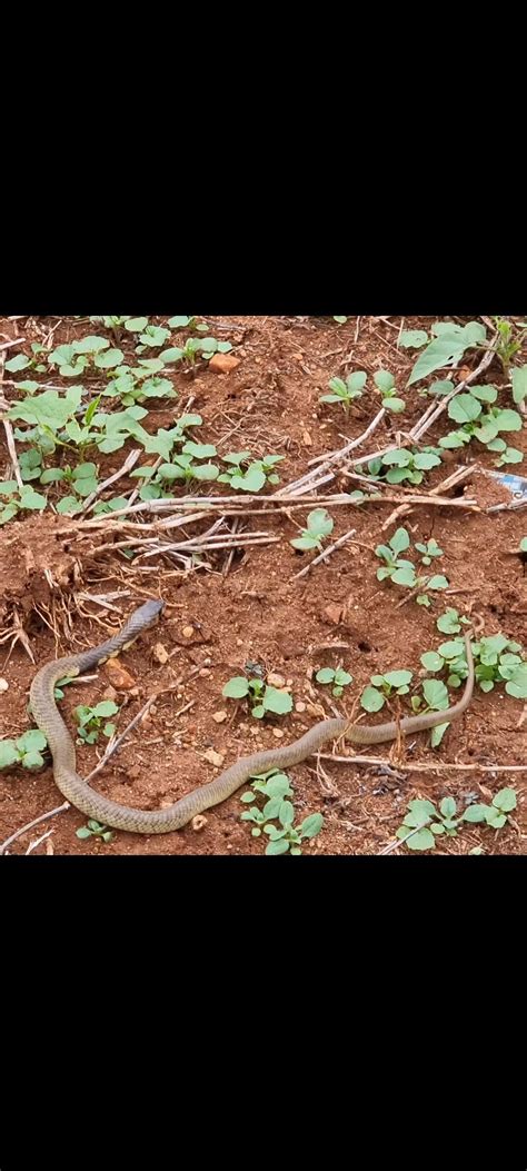 Snakes of Southern Africa | Hi All, just want to find out of anyone can