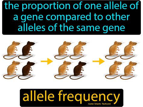 Allele Frequency Easy Science Easy Science Flashcards Frequencies