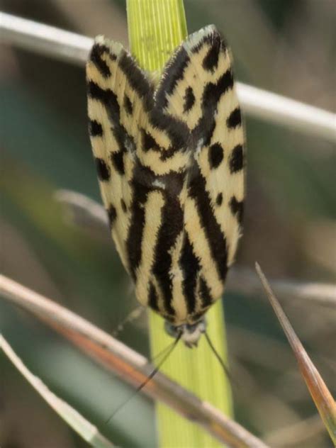 Photo Spotted Sulphur Acontia Trabealis Observation Org