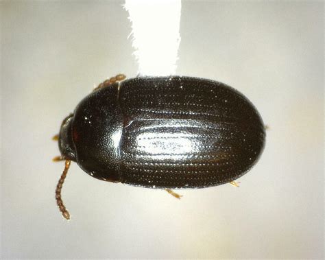 Darkling Beetles From Kimble County TX USA On July 28 2023 At 09 15