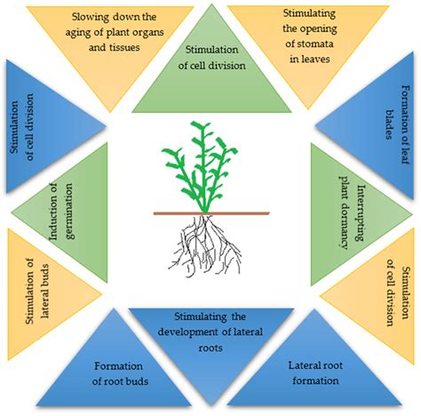 Cytokinins In Plants