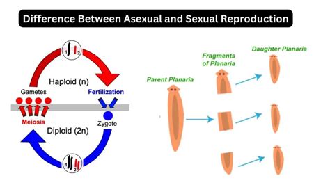 Difference Between Asexual And Sexual Reproduction Biology Notes Online