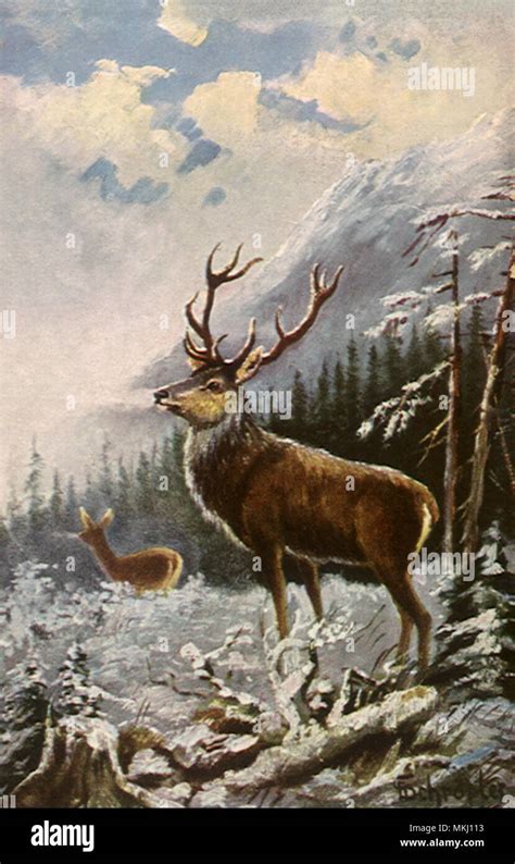 Nostalgic Winter Deer Illustration Hi Res Stock Photography And Images