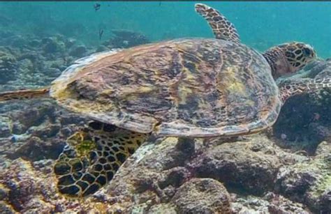 Tartarughe marine si spingono sempre più a Nord per nidificare sono al