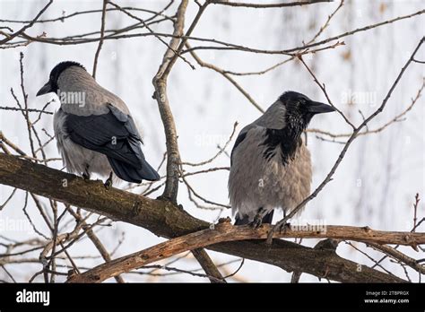 Pair Of Crows Sitting On The Tree Branch Birds In The City Park Stock