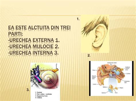 Ppt Urechea Organ De Simt Pentru Auz Si Echilibru Powerpoint