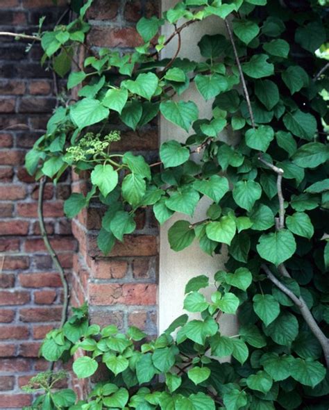 Presenting, the invasive vines in your backyard - Dig It Right | Dig It ...