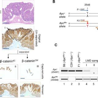 Immunoguided LMD Approach For Cell Collection And Analysis Of Apc