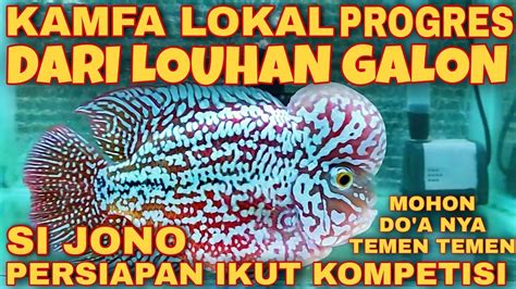 Update Ikan Louhan Kamfa Lokal Si Lohan JONO Persiapan Ikut Kompetisi