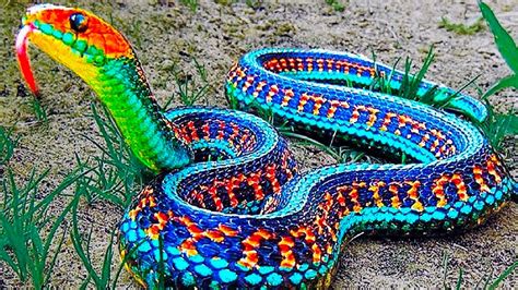This Snake Will Give You Nightmares Youtube