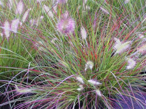 Pennisetum Alopecuroides Burgundy Bunny Flevo Siergras