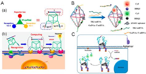 A Construction Of A Logic Gate Nanomachine Based On Bispecific