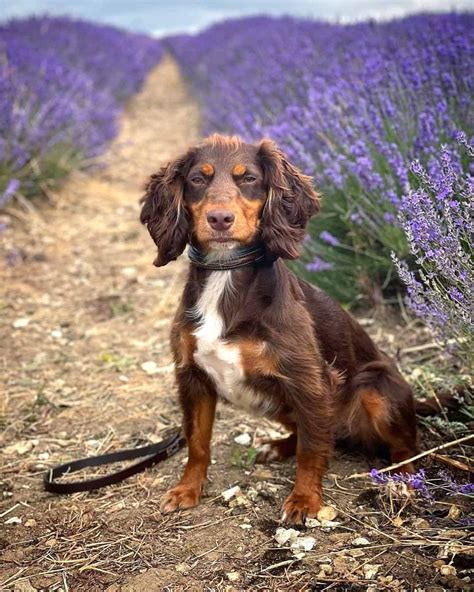 Cocker Spaniel Dachshund Mix (Docker Dog) Facts & Pictures