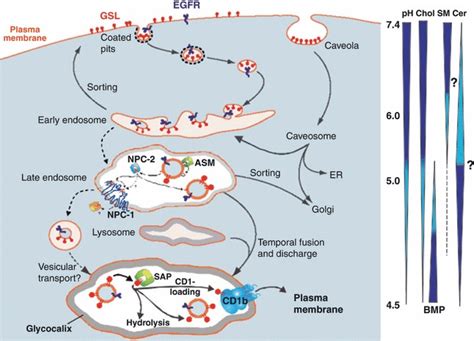 Proposed Topology Of Endocytosis And Lysosomal Degradation A Section