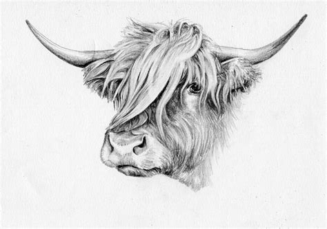 Highland Mooo 2 by Malivoire-beaux-arts on DeviantArt | Highland cow ...