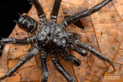 Segmented Trapdoor Spider Liphistius Sp Dsc9915 Flickr