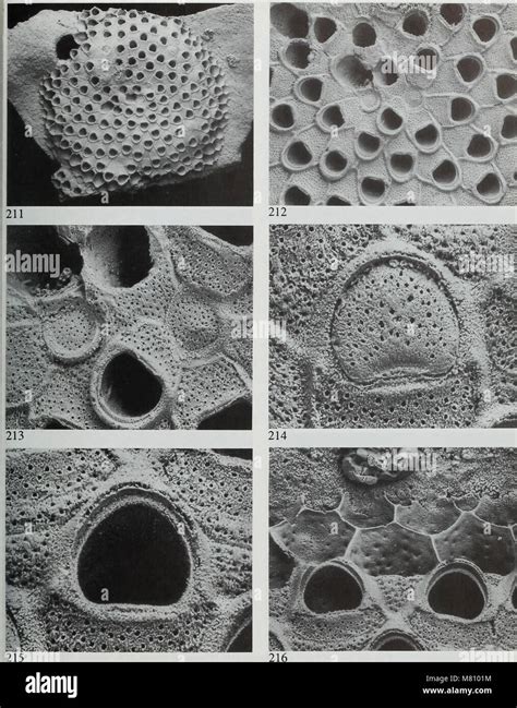 Bulletin Of The British Museum Natural History Geology 1994