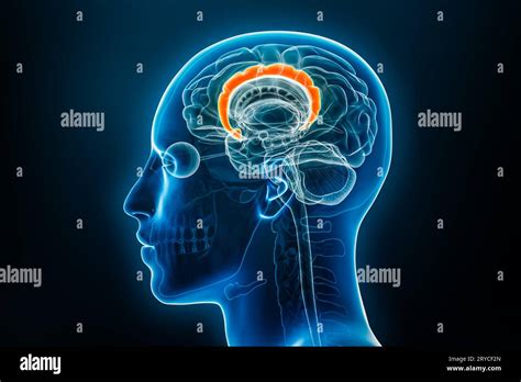 Röntgenlaterale oder Profilansicht des zingulären Gyrus oder Cortex 3D