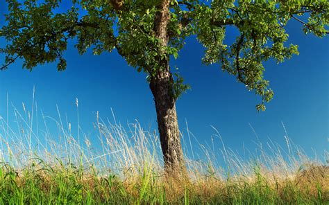 Wallpaper Sunlight Trees Forest Nature Sky Field Photography