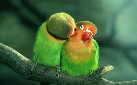 Lovebird Wallpapers Wallpapersafari