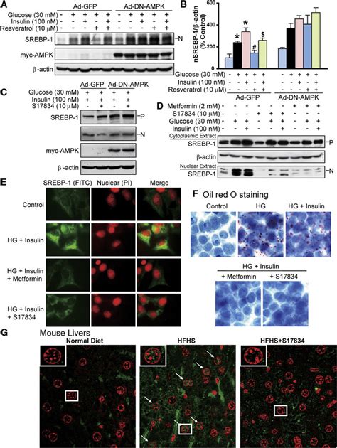 Ampk Suppresses The Cleavage Processing And Nuclear Translocation Of