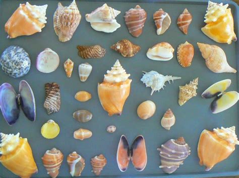 Weekend Away To The Caribbean To Hunt For Seashells I Love Shelling