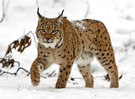 Le Lynx Morphologie Alimentation Mode De Vie