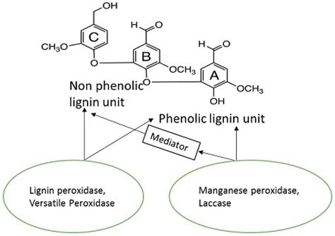 Enzymatic Degradation Of Lignin In Soil A Review