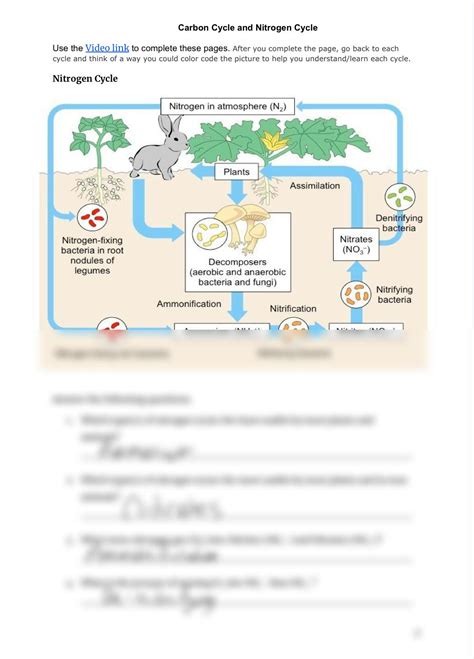 SOLUTION Carbon And Nitrogen Cycle Pt 2 Studypool Worksheets Library