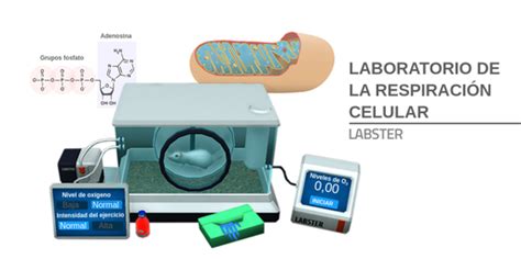 Laboratorio de la respiración celular Labster Theory