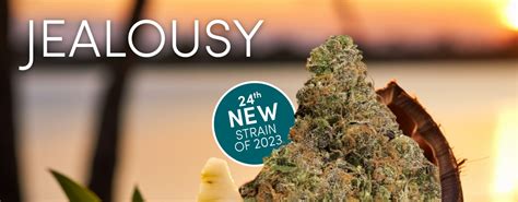 Jealousy Weed Strain Noa Botanicals