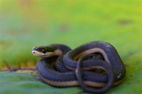 How to Identify a Baby Cottonmouth Snake (16 Helpful Photos)