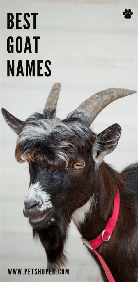 Goat Names 100+ TOP Boy & Girl Names Ideas - PetShoper | Goats, Cute goats, Goats funny