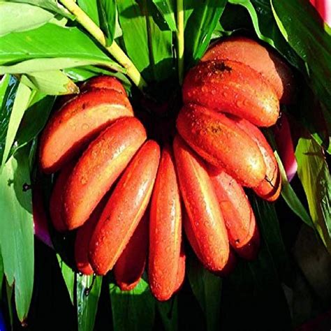 Creative Farmer Live Plant Rare Dwarf Tissue Culture Red Banana Poovan