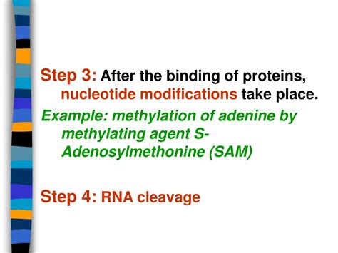 Ppt Rna Processing And Rnps Powerpoint Presentation Free Download