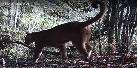 O Bicho On A Parda Flagrada No Parque Estadual Do Desengano Veja