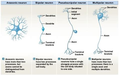 Classification Of Neurons By Structure And Function Types Of Neurons